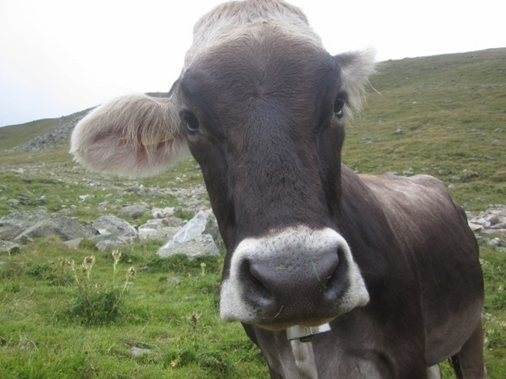 150823 Switzerland- Eggishorn (60) (640x480)_thumb